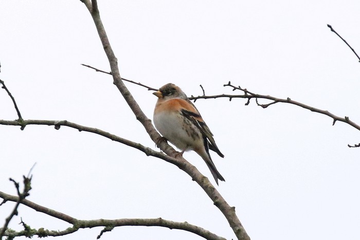 Brambling