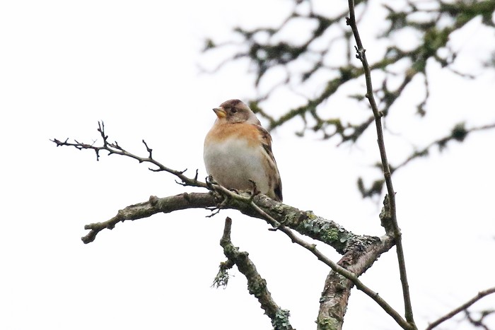 Brambling