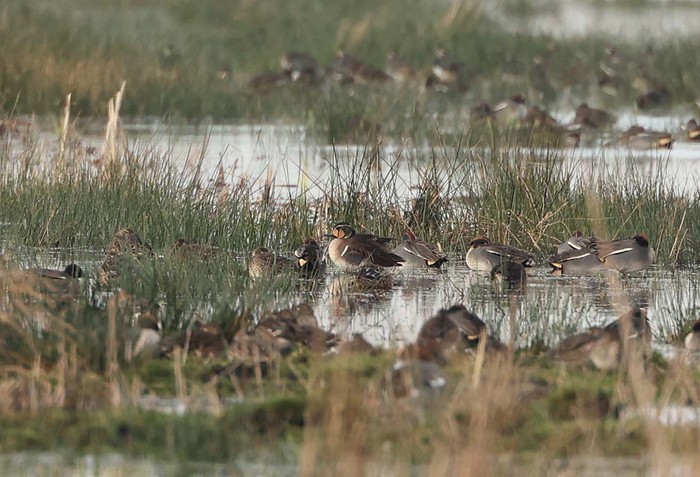 Baikal Teal