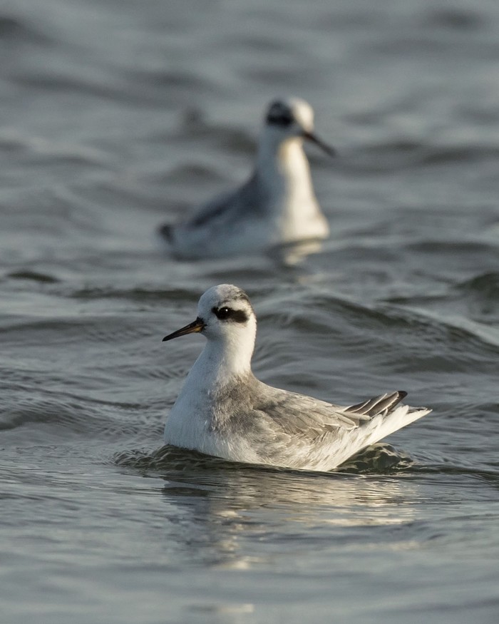 Grey Phalarope