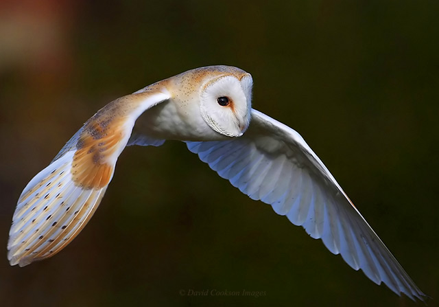 Barn Owl