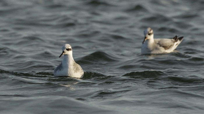 Grey Phalarope