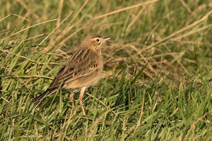 Richard's Pipit