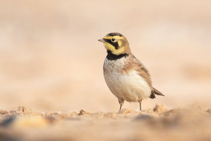 Shorelark