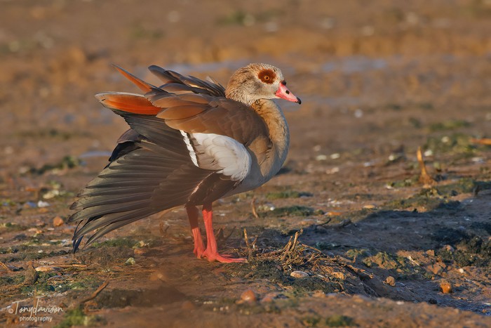 Egyptian Goose