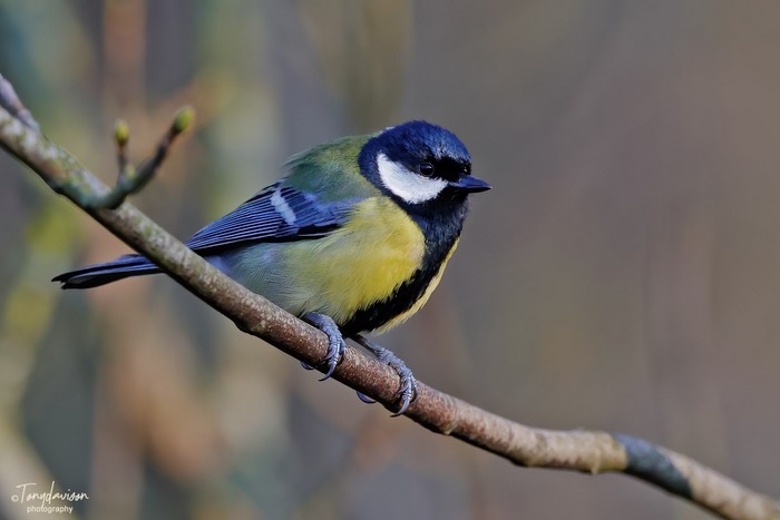 Great Tit