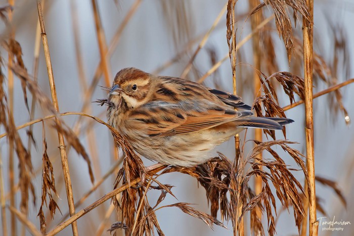 Reed Bunting