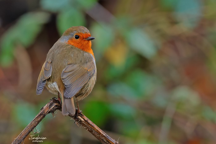 Robin