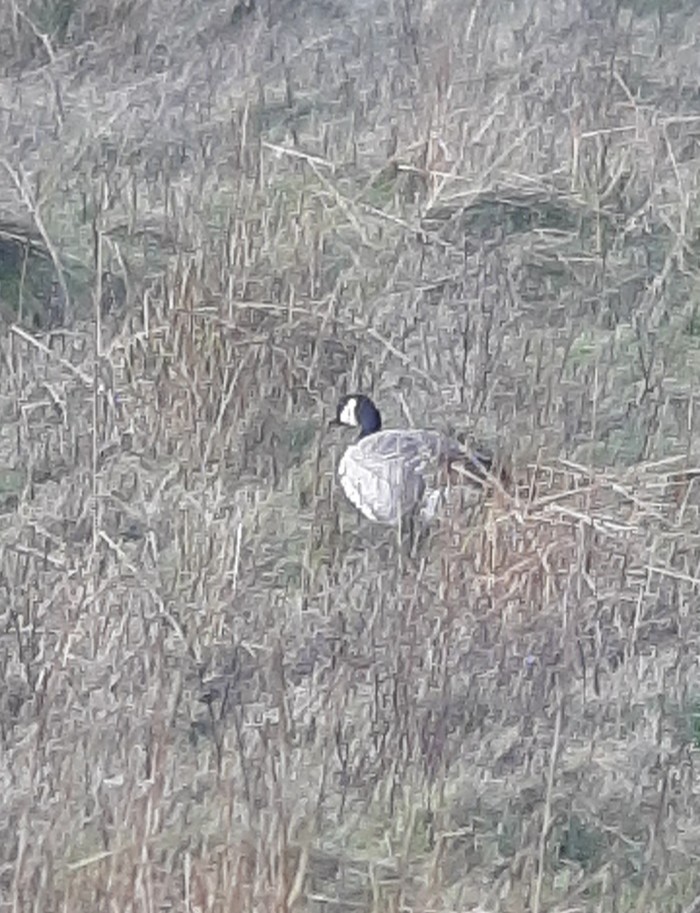 Richardson's Cackling Goose