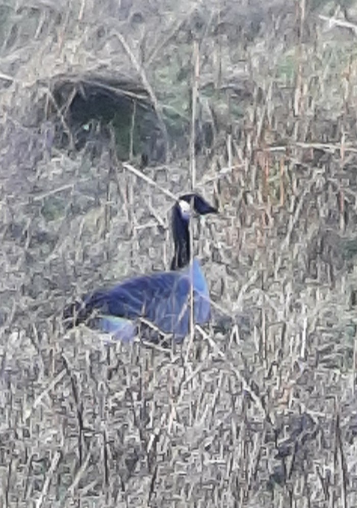 Richardson's Cackling Goose