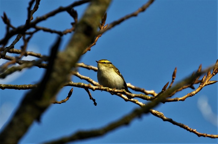 Pallas's Warbler