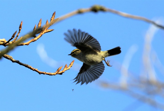 Pallas's Warbler