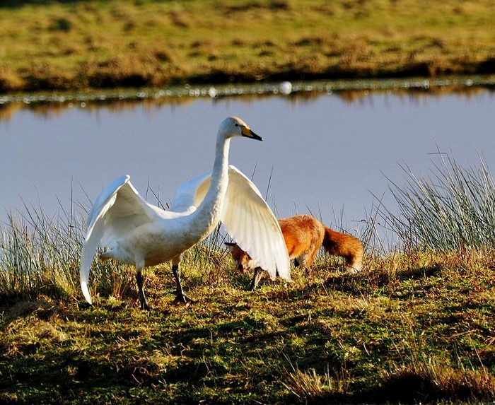 Whooper Swan