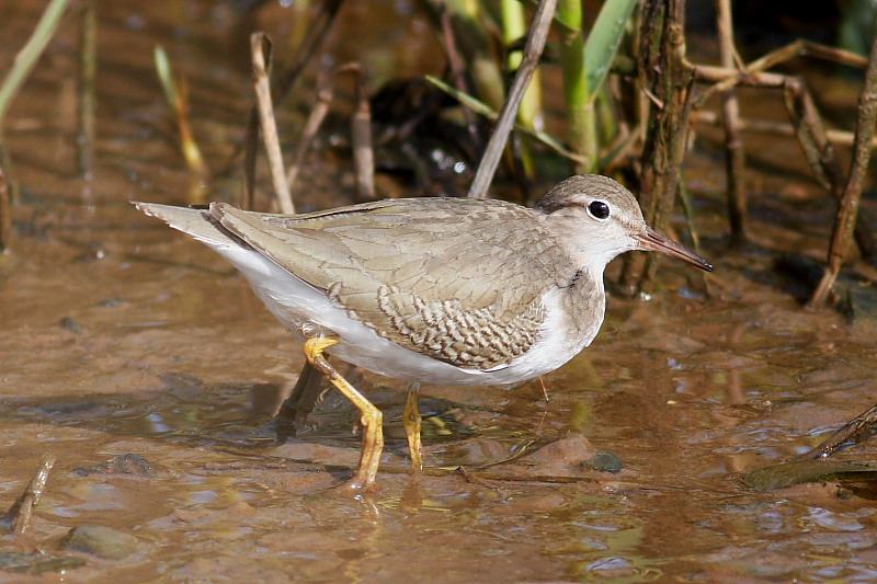 Spotted Sandpiper