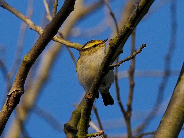 Pallas's Warbler