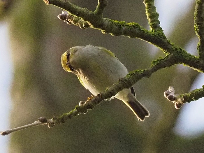 Pallas's Warbler