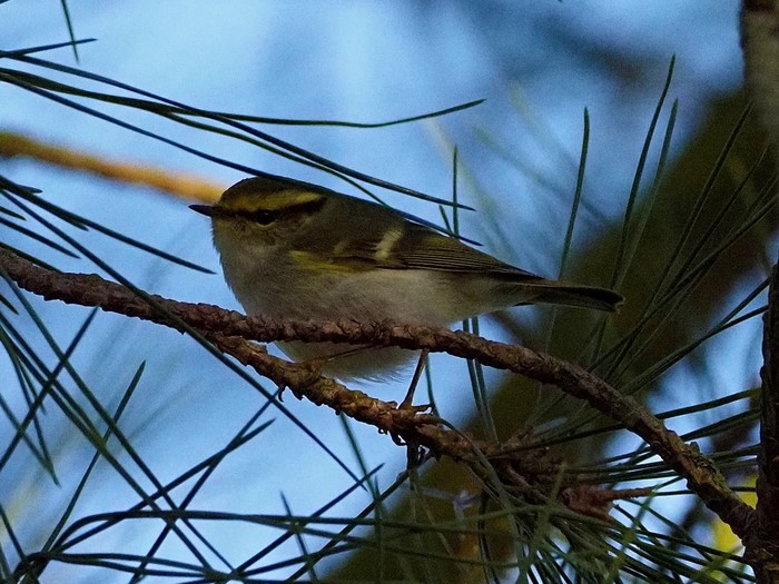 Pallas's Warbler