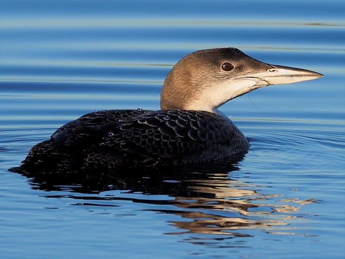 Great Northern Diver