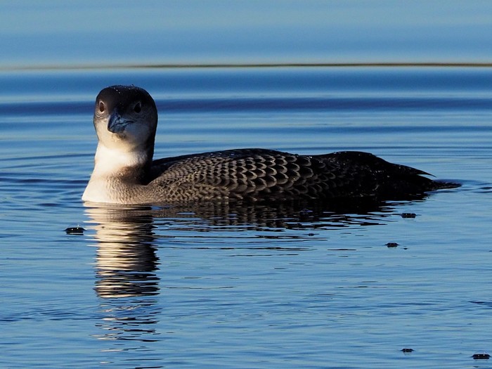 Great Northern Diver