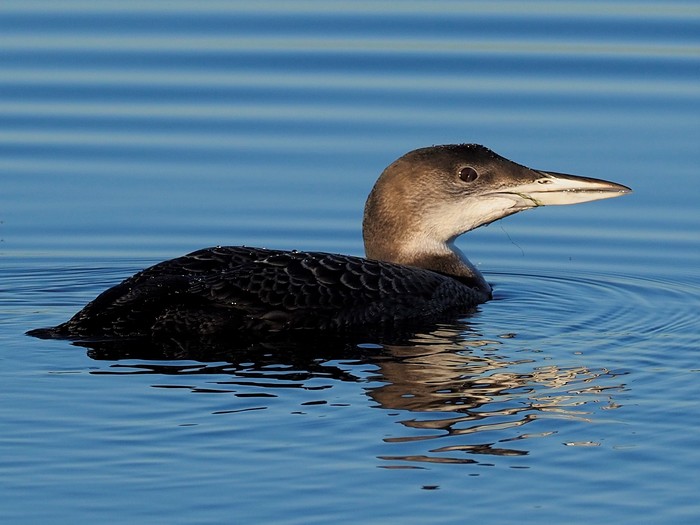 Great Northern Diver