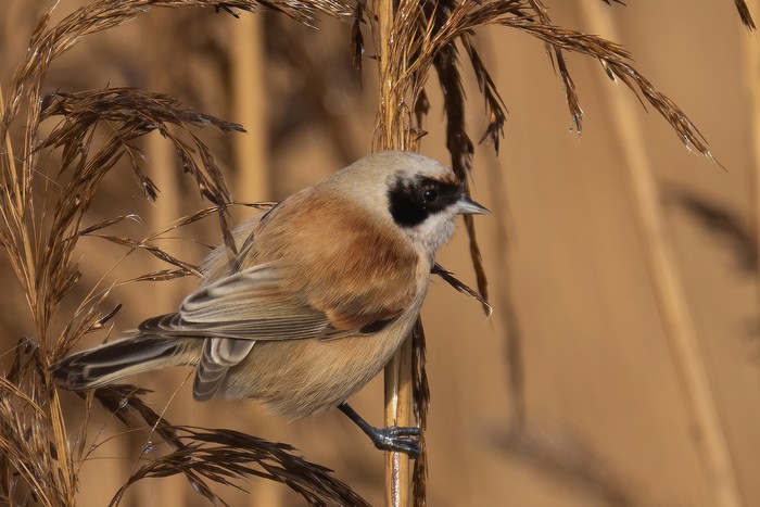 Penduline Tit