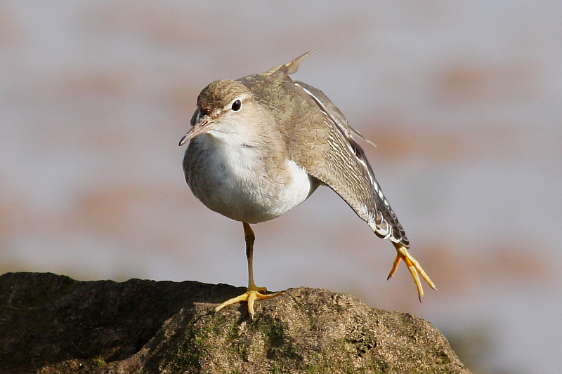 Spotted Sandpiper