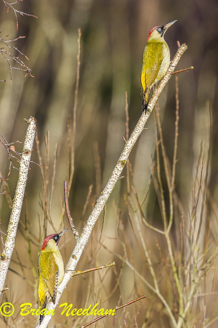Green Woodpecker