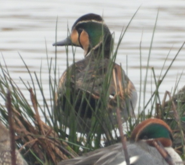 Baikal Teal