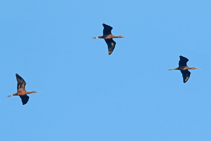 Glossy Ibis
