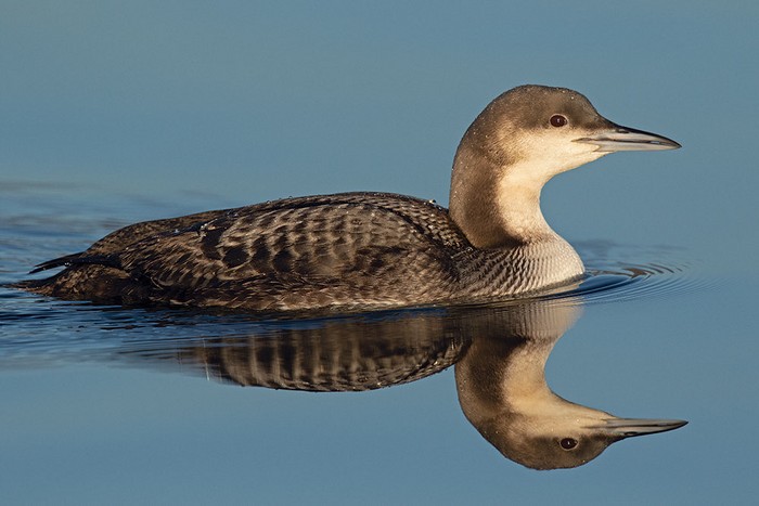 Pacific Diver