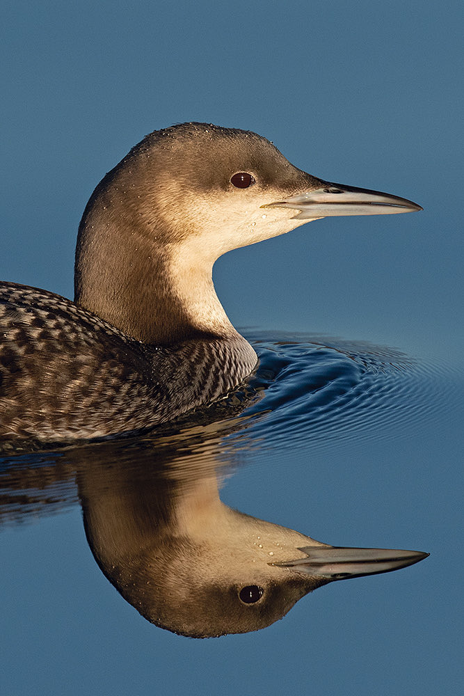 Pacific Diver