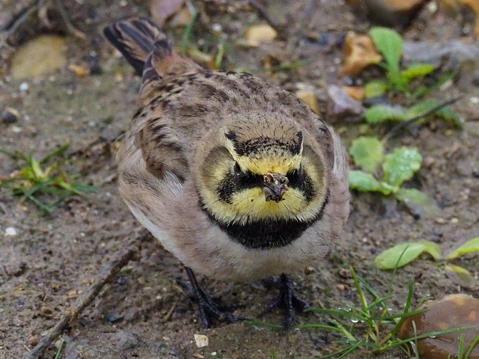 Shorelark