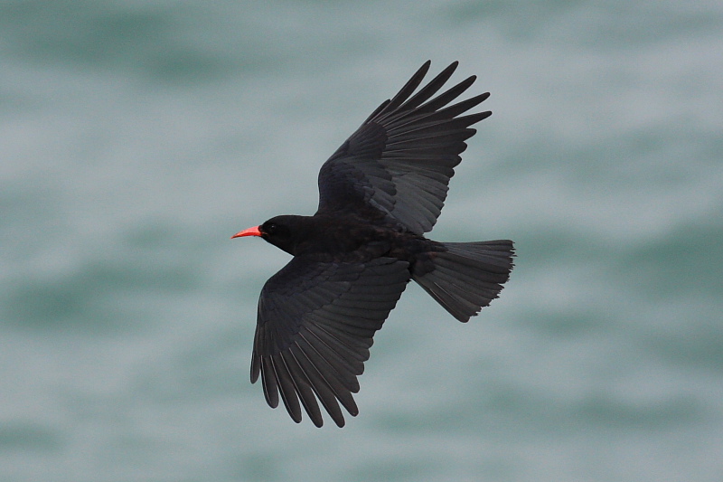 Chough