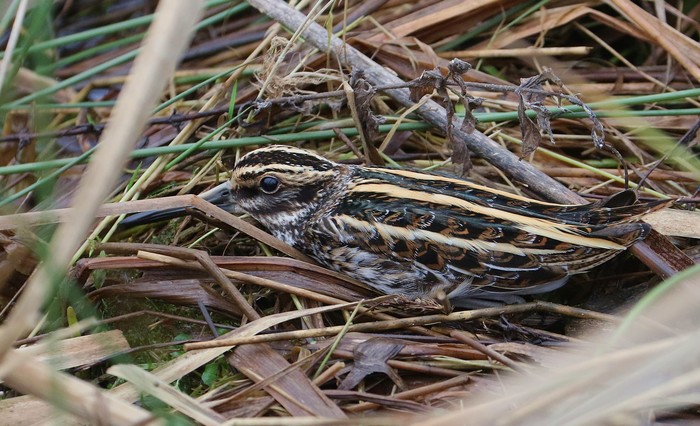 Jack Snipe