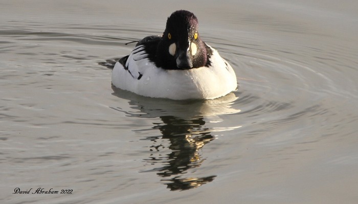 Goldeneye 