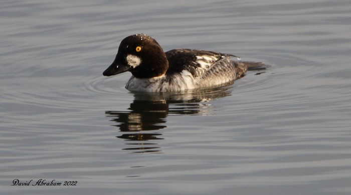 Goldeneye 