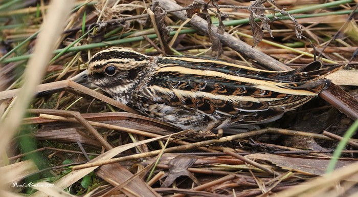 Jack Snipe 