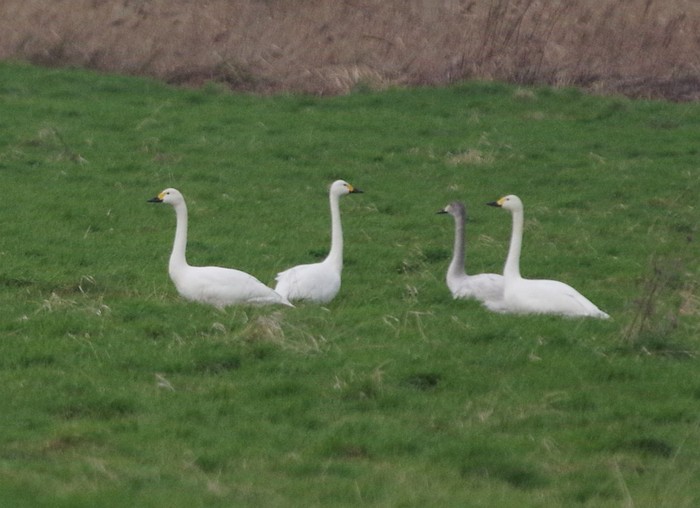 Bewick's Swan
