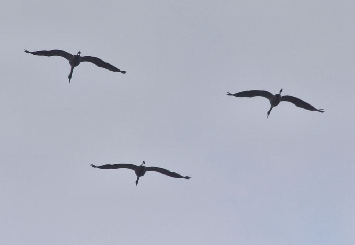 Common Crane