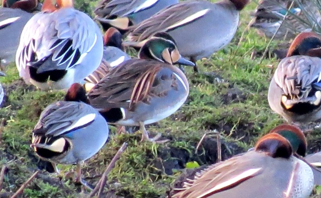 Baikal Teal