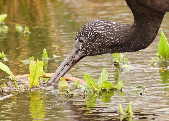 Glossy Ibis