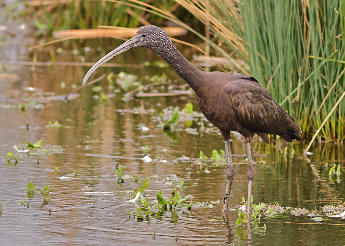 Glossy Ibis