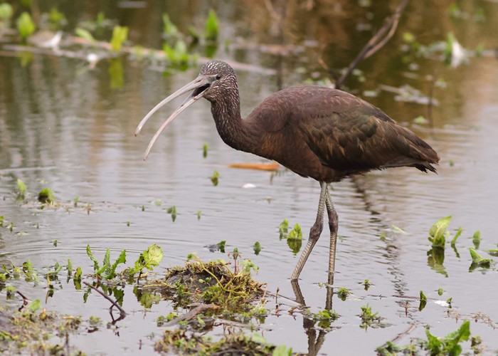 Glossy Ibis