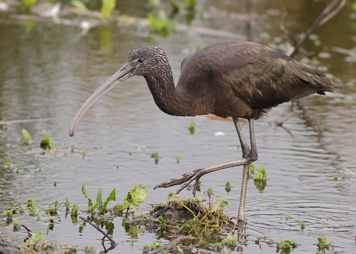 Glossy Ibis