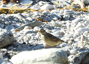 American Buff-bellied Pipit