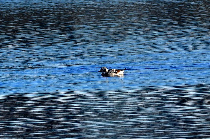 Long-tailed Duck