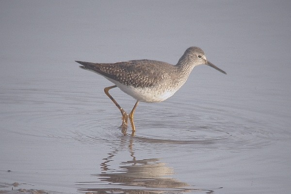 Lesser Yellowlegs