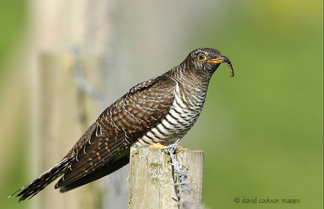 Cuckoo