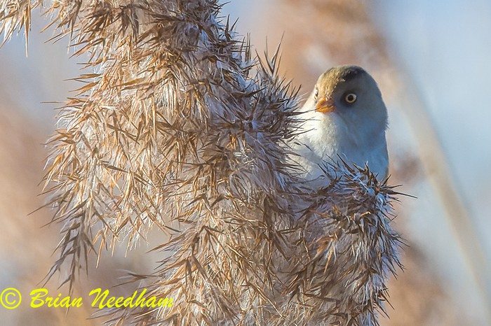 Bearded Tit
