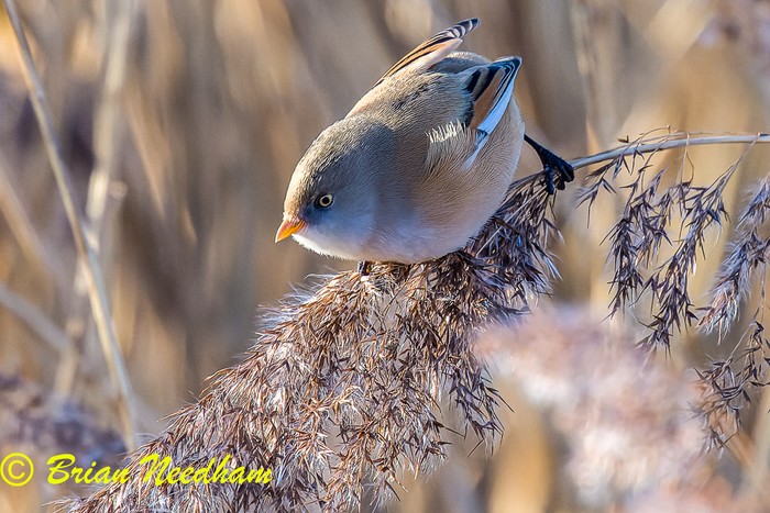 Bearded Tit